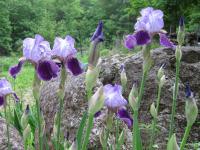 Bearded iris fall care